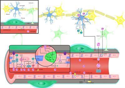 Blood-Brain Barrier Disruption by Lipopolysaccharide and Sepsis-Associated Encephalopathy